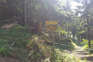 Abzweigung im Wald - Wegpunkt 1 entlang der Tour