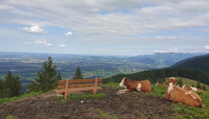 Teaserbild zur Tour - Vom Schwarzenberg über die Sternplatte nach Elbach